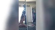 Big titties bounce as girl cums hard while riding a big dick