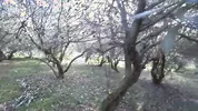 beautiful TEEN WITH A HOT BODY GOT FUCKED FOR THE FIRST TIME IN A FRUIT FOREST - OUTDOOR SEX
