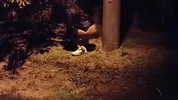 Cheating father-in-law and daughter-in-law after block party
