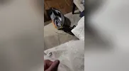 Homewrecker Sucks Fucks and takes Facial in the Wedding Dress his Wife wore