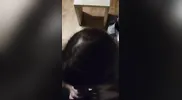 Homewrecker Sucks Fucks and takes Facial in the Wedding Dress his Wife wore