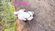Blonde with big ass goes to harvest pine nuts and makes an outdoor blowjob with the right cumshot in the mouth