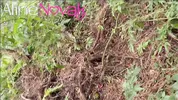 Blonde with big ass goes to harvest pine nuts and makes an outdoor blowjob with the right cumshot in the mouth