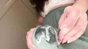 Stepmother with fat cock was caught by her horny Stepson and she made him suck her cum