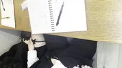 Alt classmate blows me during lesson and begs to fuck her in toilet
