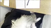 Alt classmate blows me during lesson and begs to fuck her in toilet