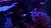 She plays with a big black vibrator to get her pussy wet- LatinaFever