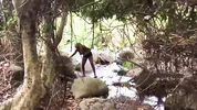 I made Pornstar Nina Rivera my Personal Dick Sucking Whore Compilation 2 Don Whoe