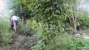 Two busty and big-assed women and an old man have a threesome in the jungle