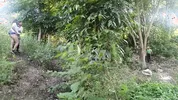 Two busty and big-assed women and an old man have a threesome in the jungle