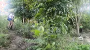 Two busty and big-assed women and an old man have a threesome in the jungle