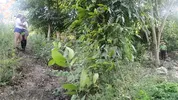 Two busty and big-assed women and an old man have a threesome in the jungle