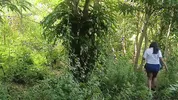 Two busty and big-assed women and an old man have a threesome in the jungle