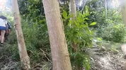 Two busty and big-assed women and an old man have a threesome in the jungle