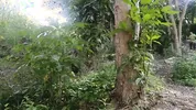Two busty and big-assed women and an old man have a threesome in the jungle