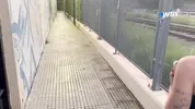 Little stray