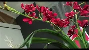 Audrey Hollander Stuffs Her Ass With A Bat- AssMania