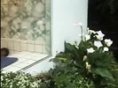 Ebony chick gets white dick in tight pussy
