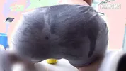 Sloppy Rubber Glove Blowjob From Thick Latina Before He Hits It Raw