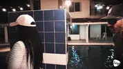 Husband gives his busty Latina a pool and she cheats on him by sucking the instructor's cock