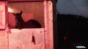Outside the stables the brunette milf gets her fake boobs fondled while in doggy style