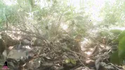 හොර පාරෙන්ම කැලේ පැනලා චූ යන්න හිකුවා Sri Lanka Hot Public Sex