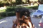 Busty teen Chyanne Jacobs gets her pussy fucked outdoors