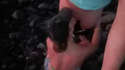 public blowjob on the beach with cum on tits