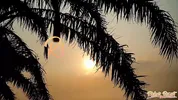 Ricky's Resorts - Ari Alectra Episode
