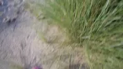 LUCKY VOYEUR FUCKS A BIG ASS STRANGER ON THE NUDIST BEACH WHILE SHE'S DOING NAKED YOGA... BIG CREAMPIE