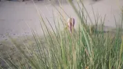 LUCKY VOYEUR FUCKS A BIG ASS STRANGER ON THE NUDIST BEACH WHILE SHE'S DOING NAKED YOGA... BIG CREAMPIE