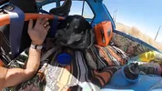 Fucking on the Hood of the Volkswagen Rabbit. Naked at the Springs