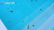 Anna Kovachenko gives MrFlourish 3 Day Resort