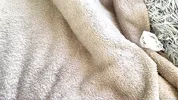 My friend's hot stepsis lost her panties, but my fantasy almost went too far