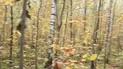 A forest whore seduced a forester with a big dick