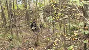 A forest whore seduced a forester with a big dick