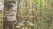 A forest whore seduced a forester with a big dick
