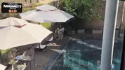 The pervert secretly masturbated to his new neighbor, but she CAUGHT him and angrily came to him for a juicy fuck
