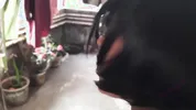 ভাড়া দিতে না পারায় মালকিন বৌদি কে চুদতে লাগলো