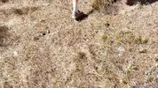Hot Blonde Gets Roughly Fucked in a Tent to Orgasm