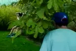 Young brunette loves to suck a big cock outdoors