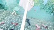 I swim in a pool full of dicks