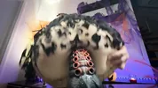 Petite Witch Stretches Her Tight Ass hole With A Thick Monster Dildo. Anal. Squirt