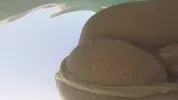 I fuck my step sister on the beach