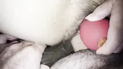Sexy BBW wife takes two fat cocks in pussy squirting camera orgasm