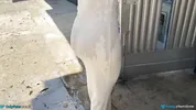 Suegra joven llega justo en la momento indicado y es mojada.