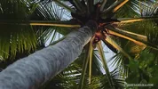 Romantic holiday sex in our tropical villa