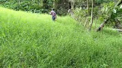Old farmer fucks his beautiful busty stepdaughter in the field