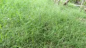 Old farmer fucks his beautiful busty stepdaughter in the field