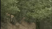 Eve Laurence Is Down On Her Knees Sucking Cock Outdoors, Big Boobs Swinging- Titopia